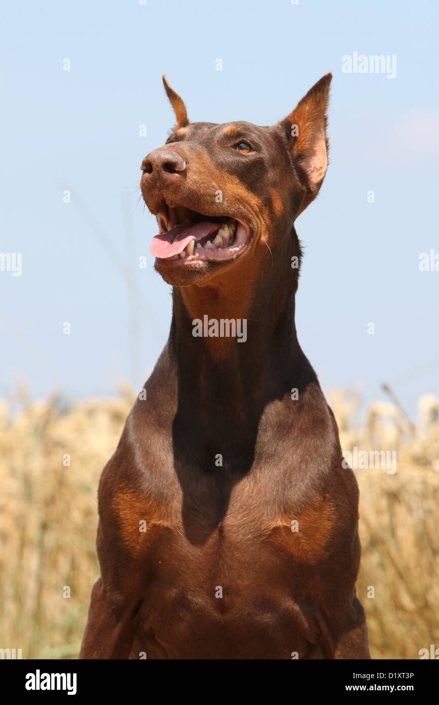 Dog Dobermann / Doberman Pinscher (cropped ears) adult portrait profile Stock Photo