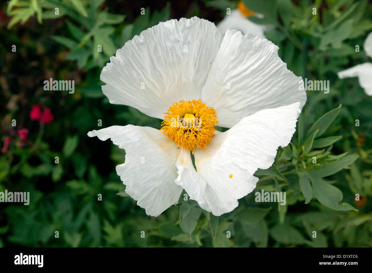 Close-up view of a Coulter's Matilija poppy growing at Goodnestone Park, Kent Stock Photo
