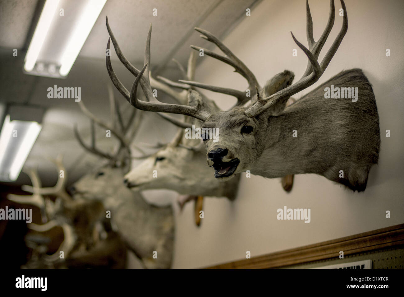 A row of mounted deer heads Stock Photo