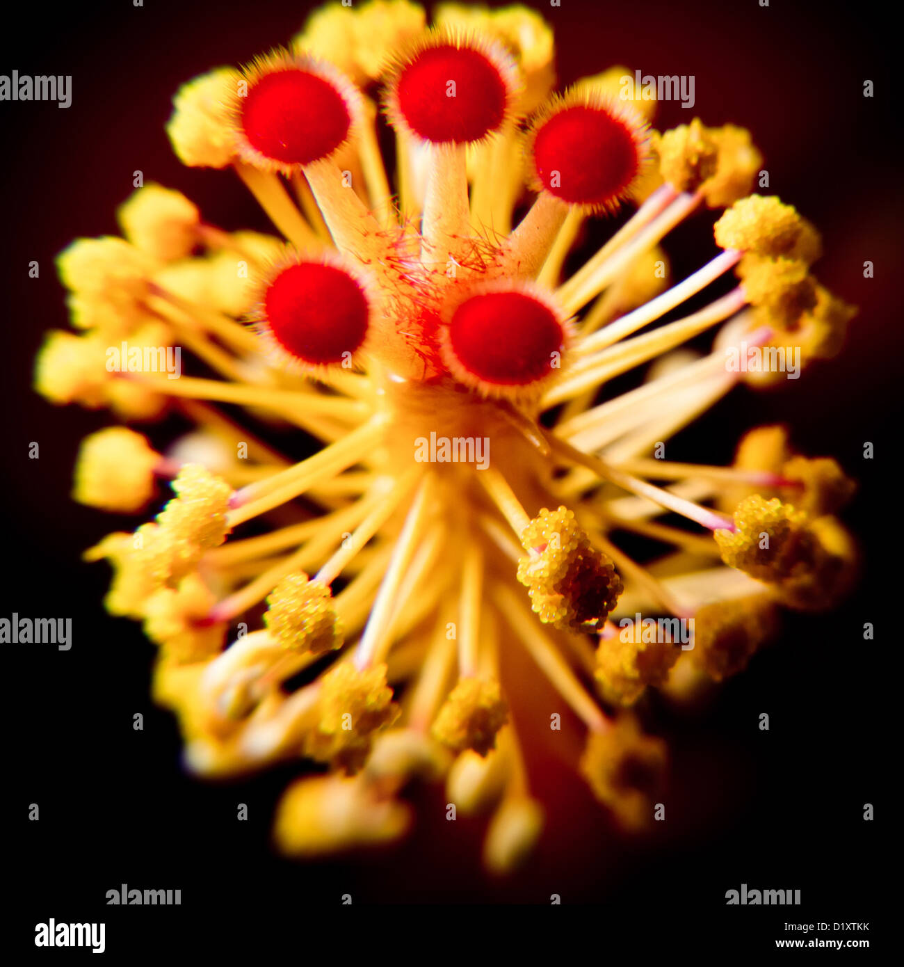 Pistil yellow hibiscus flower hi-res stock photography and images - Alamy