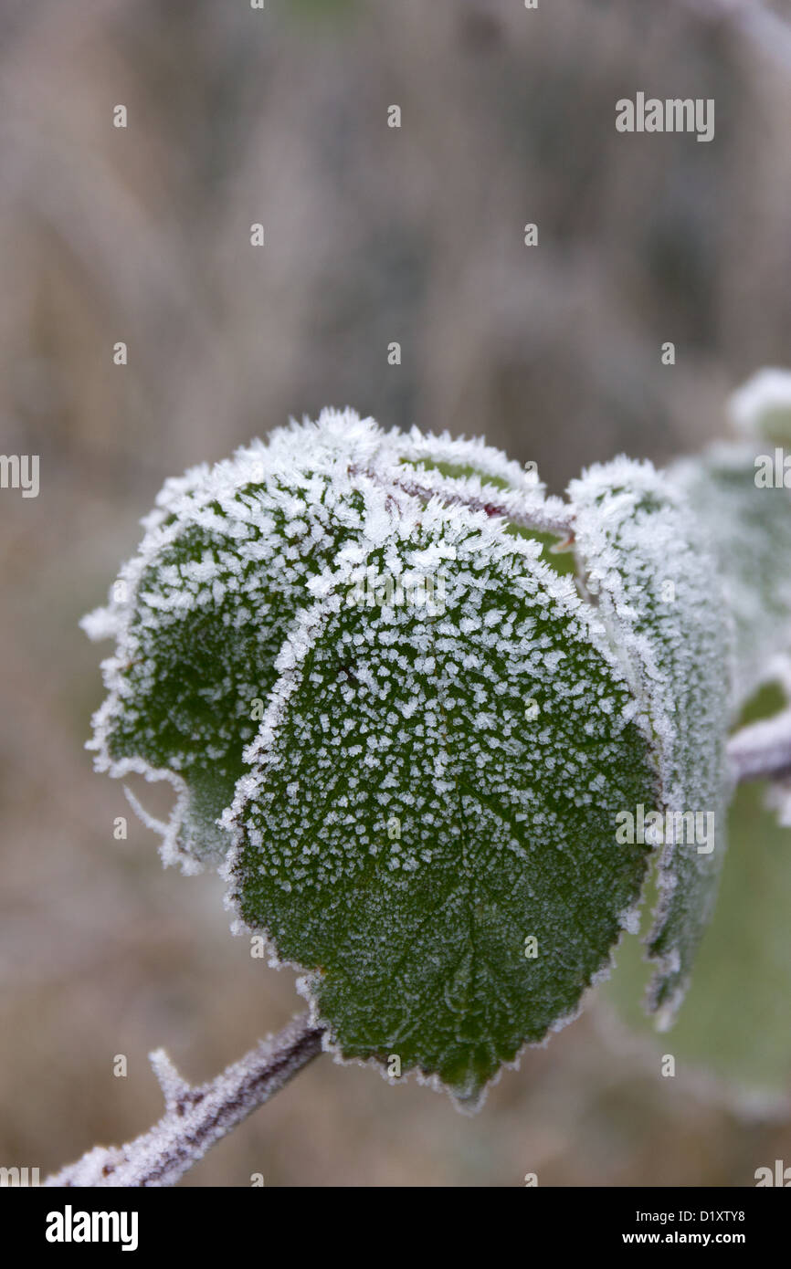 Blackberry leaves with frost in winter Stock Photo Alamy
