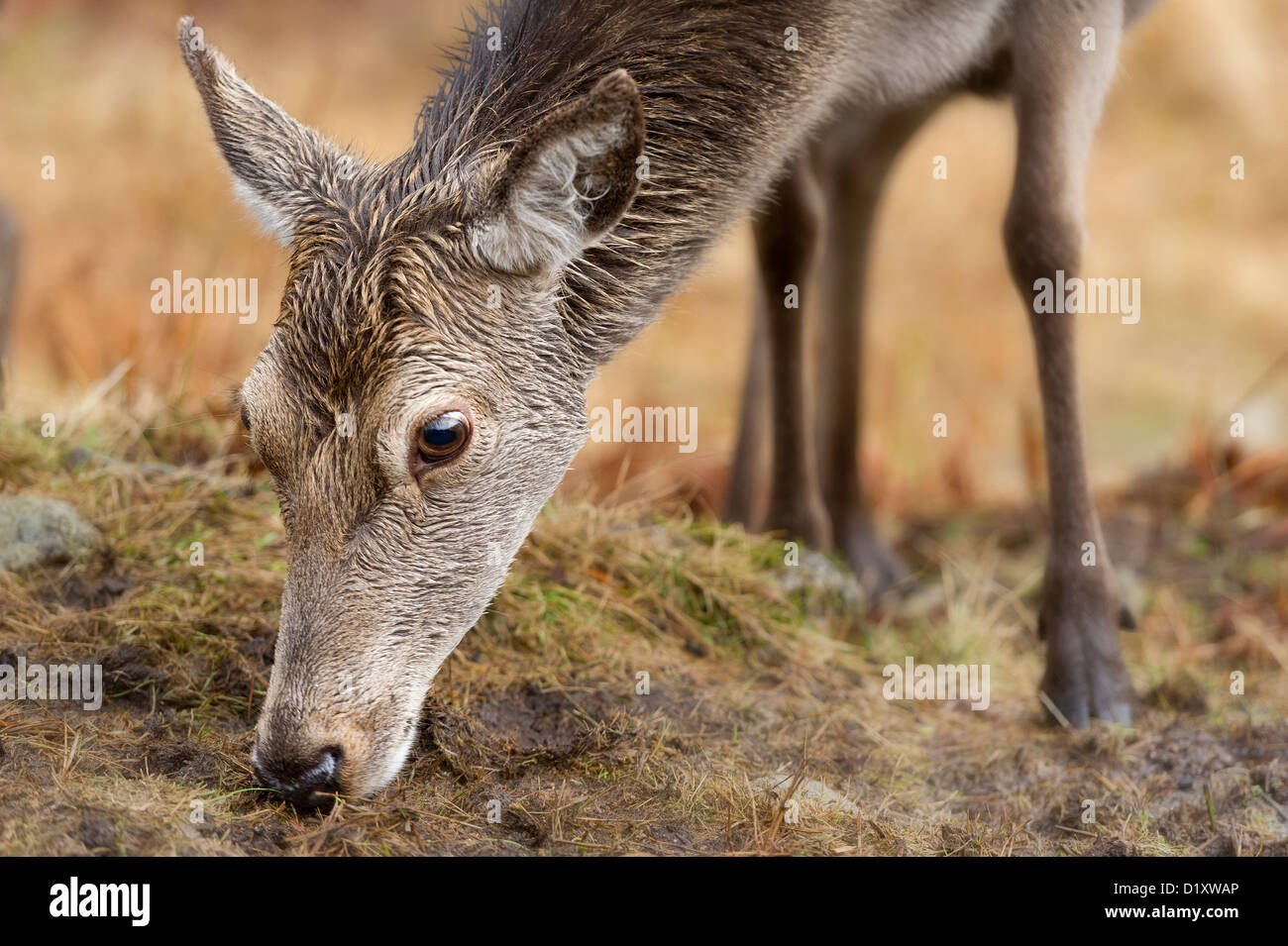 a close up portrait of a young red deer hind Cervus elaphus  feeding in the scottish mountains Stock Photo