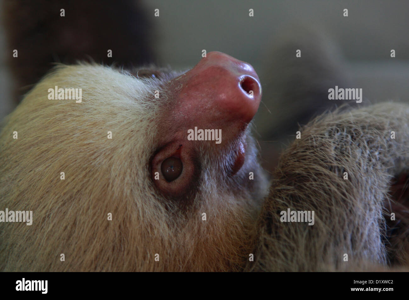 portrait of a baby sloth, Stock Photo