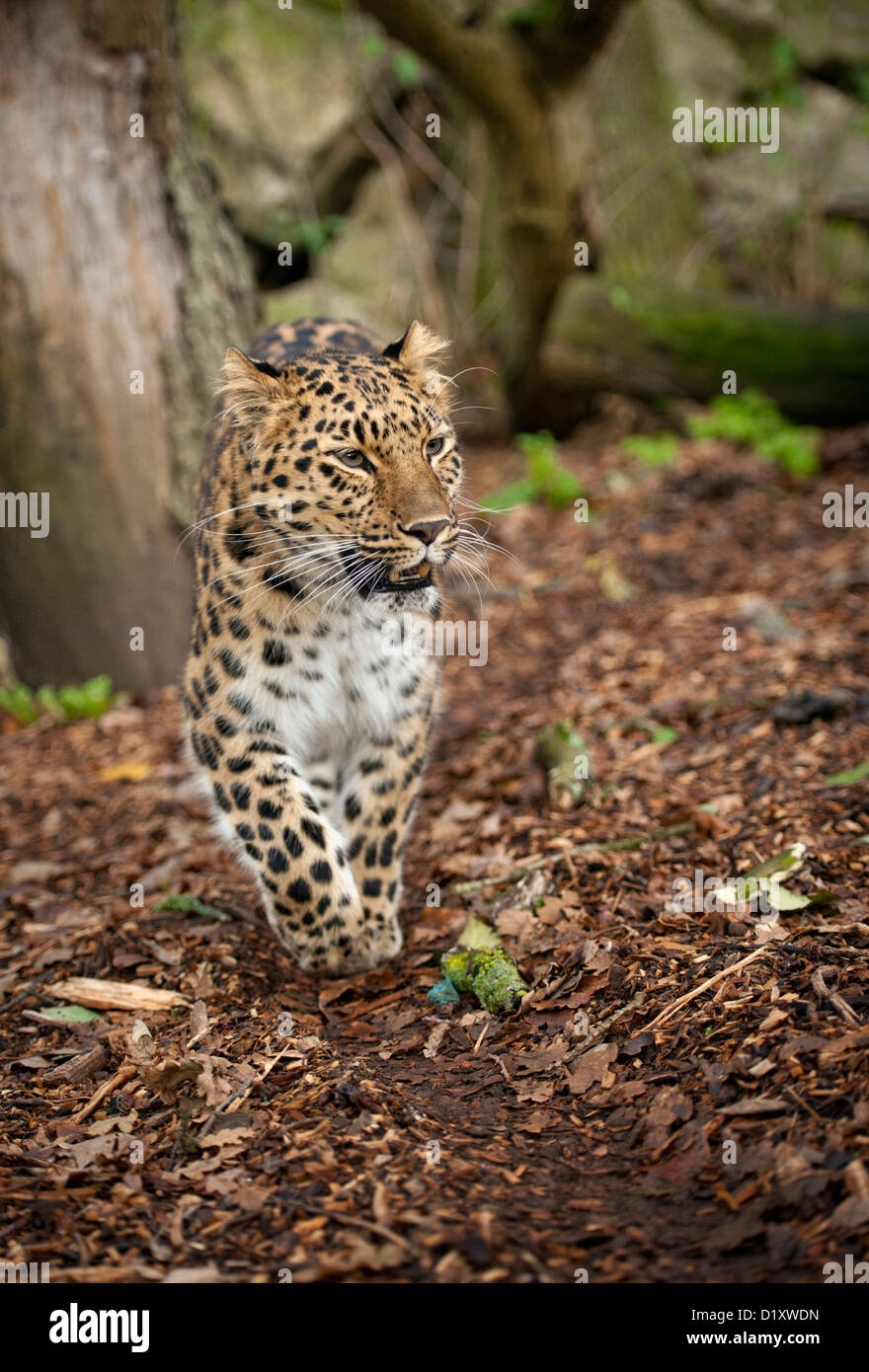 Amur leopard walking camera hi-res stock photography and images - Alamy
