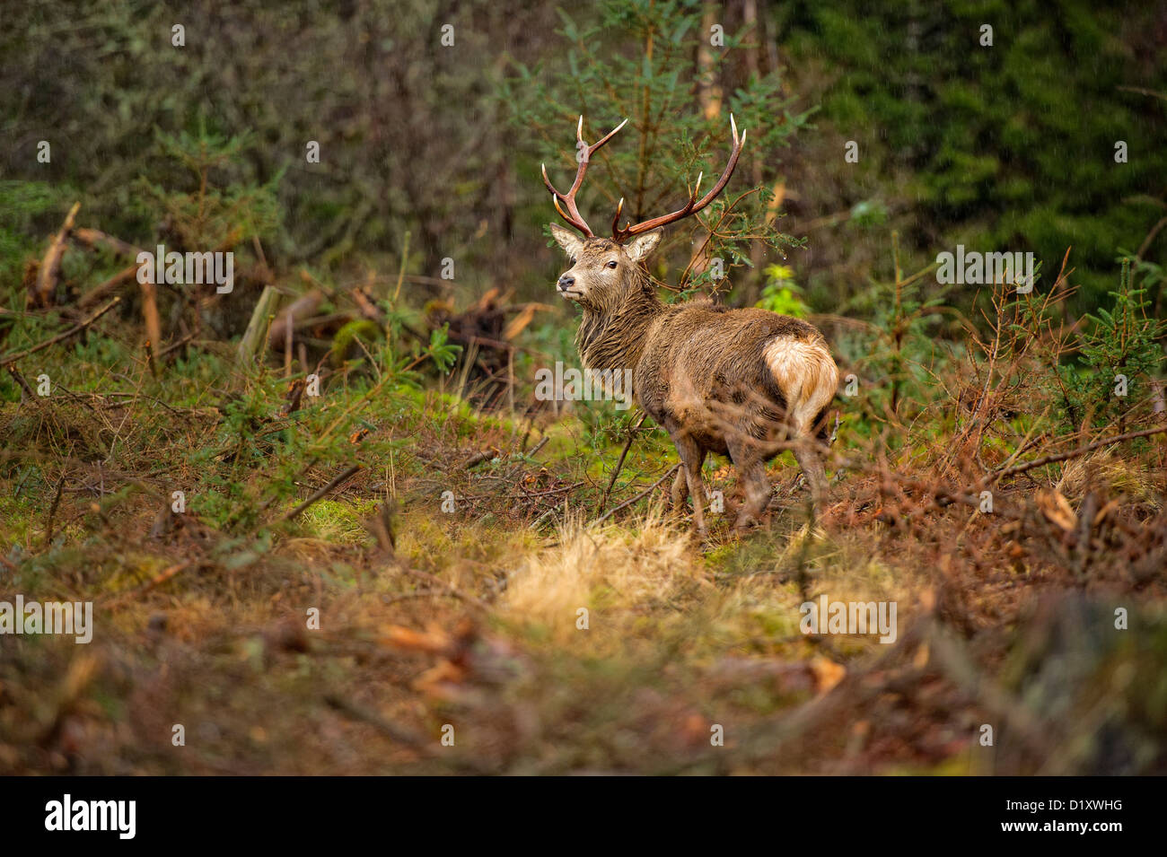 Cervus elaphus  a red deer stag with stunning red antlers Stock Photo