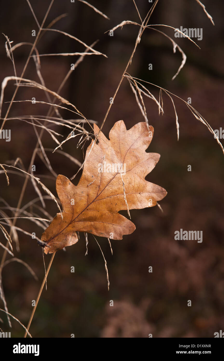 Autumn scene with single dried oak leaf caught amongst grasses, selective focus Stock Photo