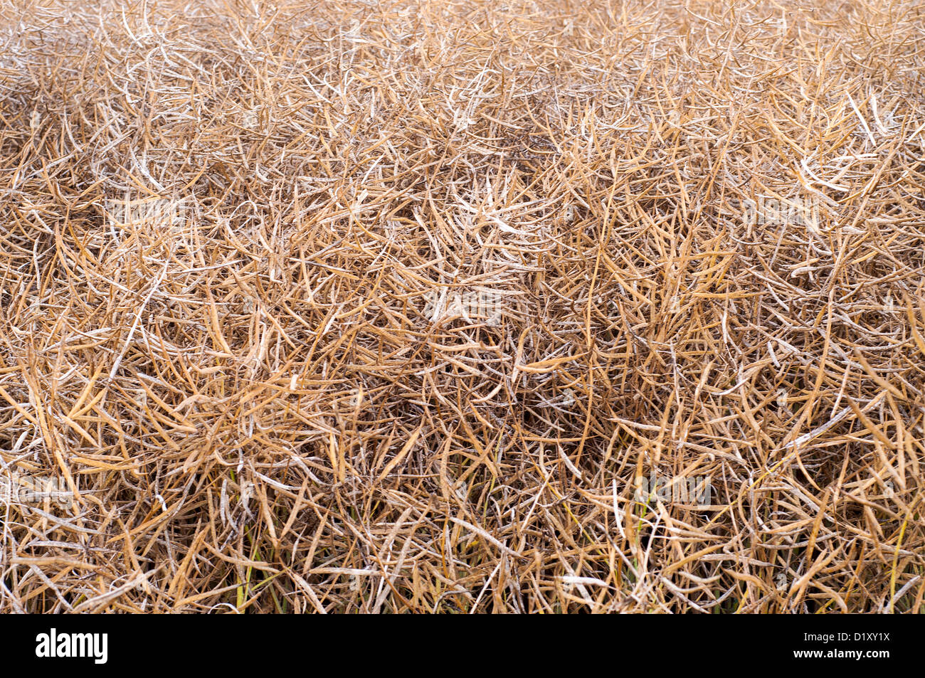 Rape field in early summer ready for harvest Stock Photo - Alamy
