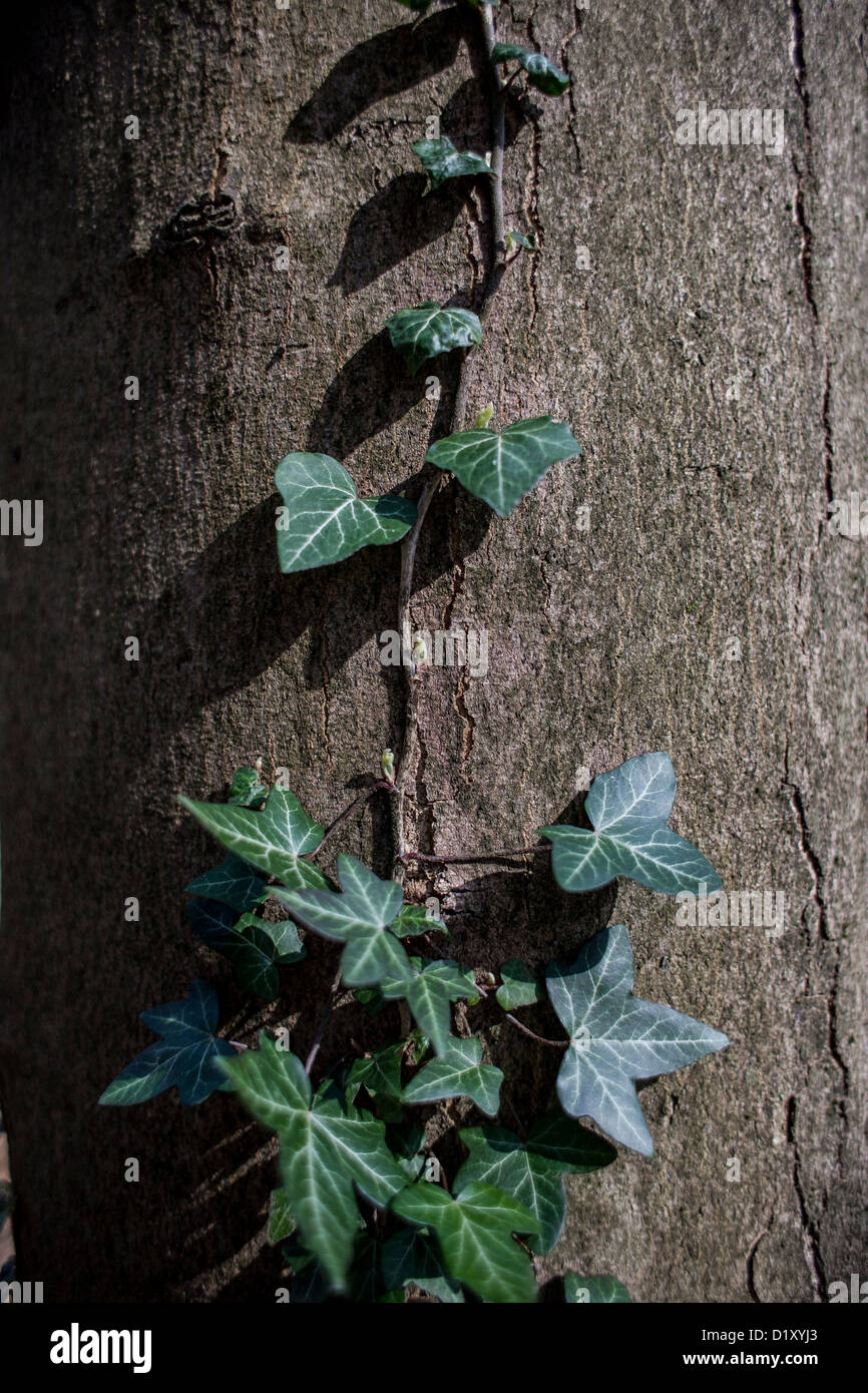Rambling ivy on a three trunk Stock Photo