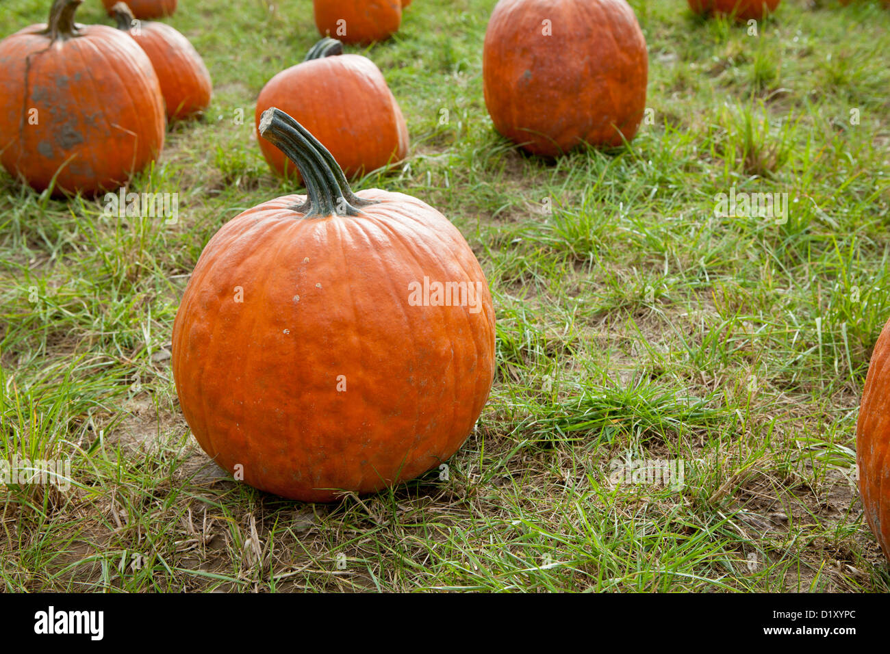 pumpkin out doors on a sunny autumn  day Stock Photo