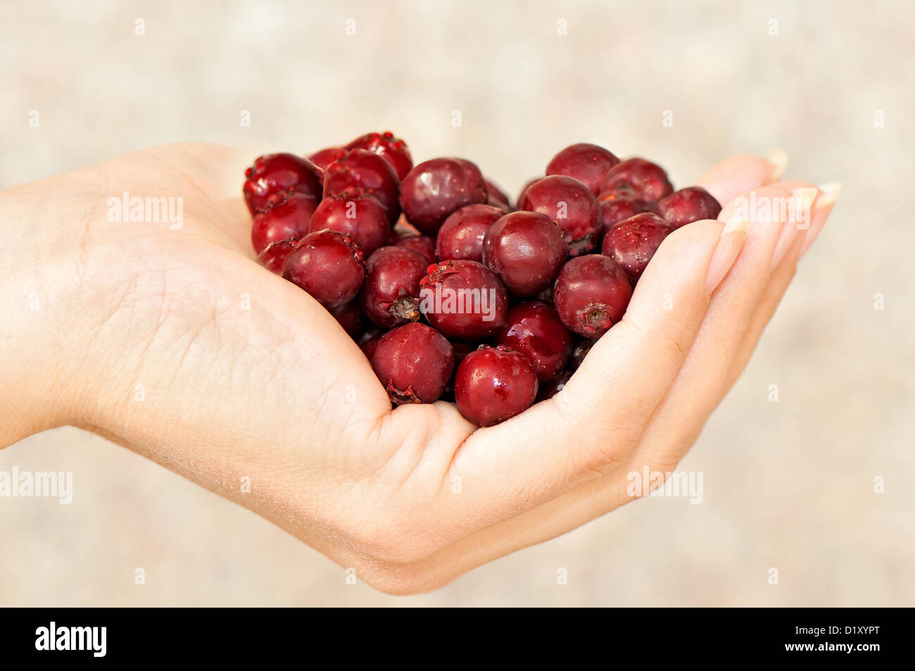 Woman's hand holding red haw berry Stock Photo