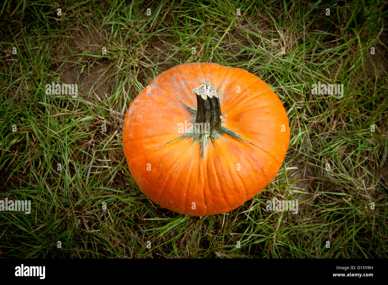 pumpkin out doors on a sunny autumn  day Stock Photo