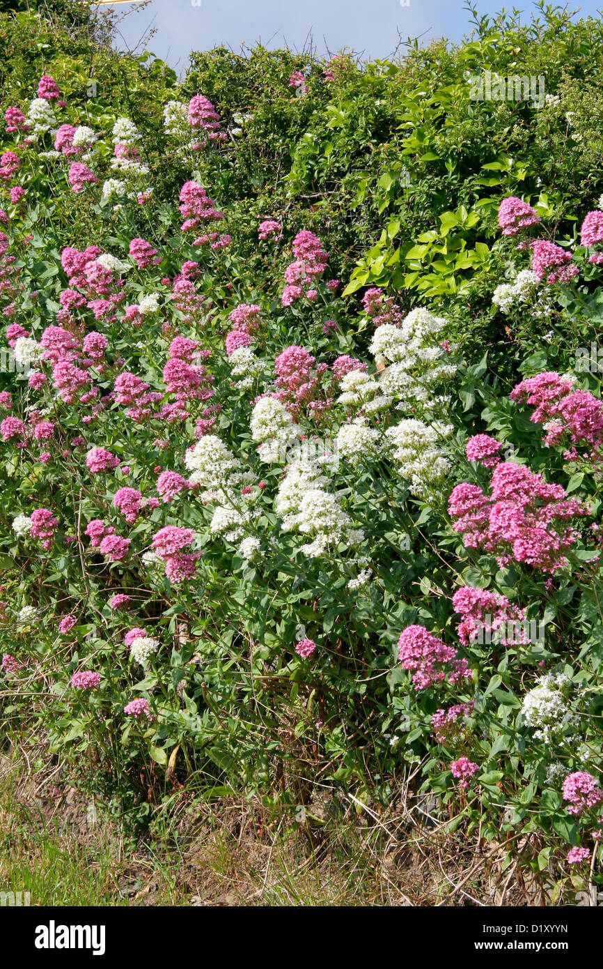 Valerian in hedgerow Trevone Cornwall England UK Stock Photo