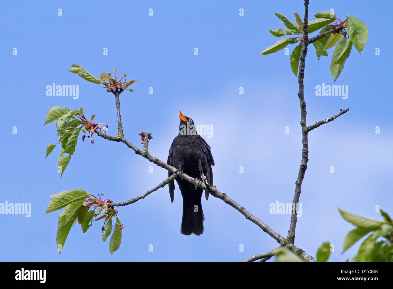 Common Blackbird (Turdus merula) male singing from tree in spring Stock Photo