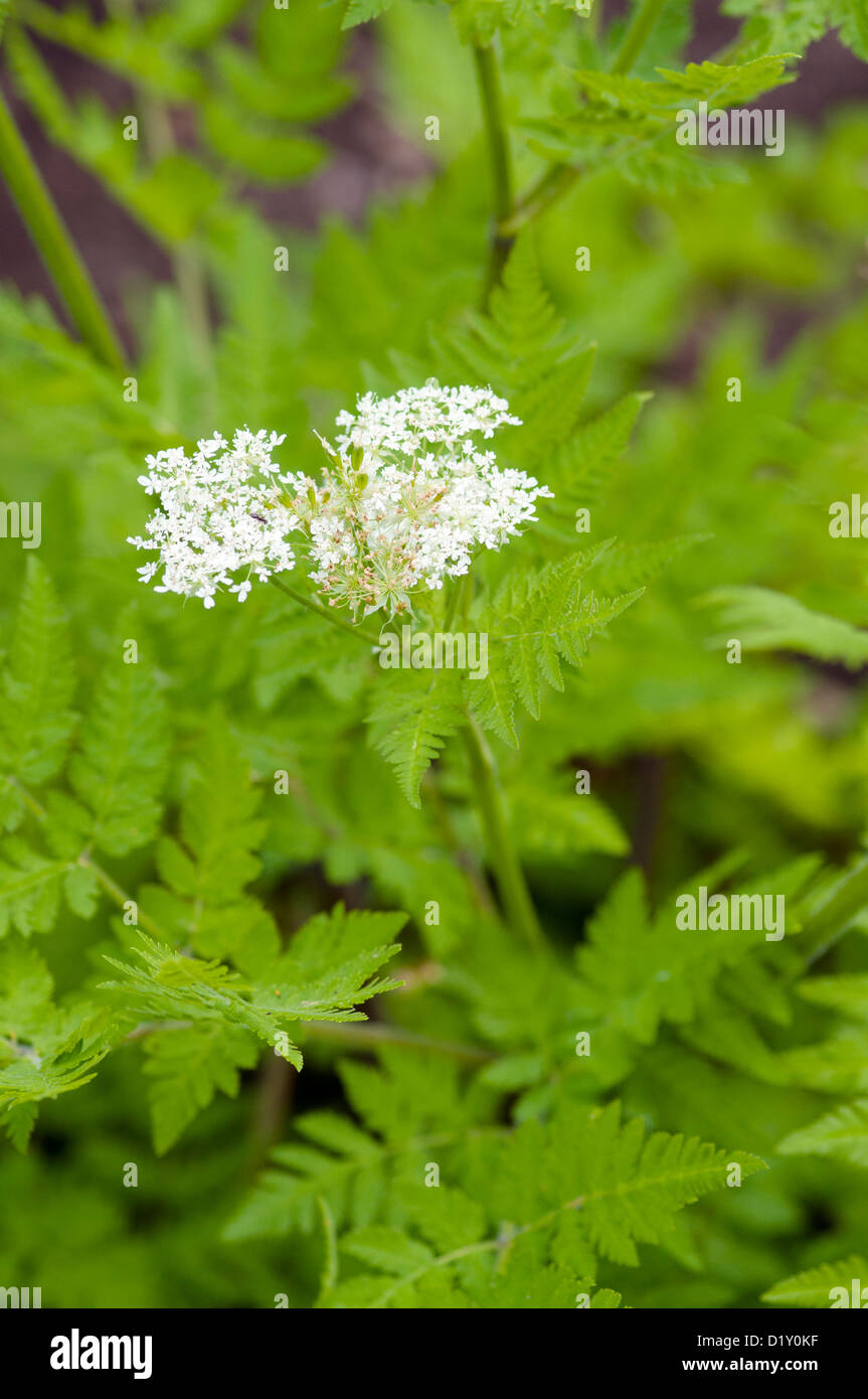 MYRRHIS ODORATA SWEET CICELY Stock Photo
