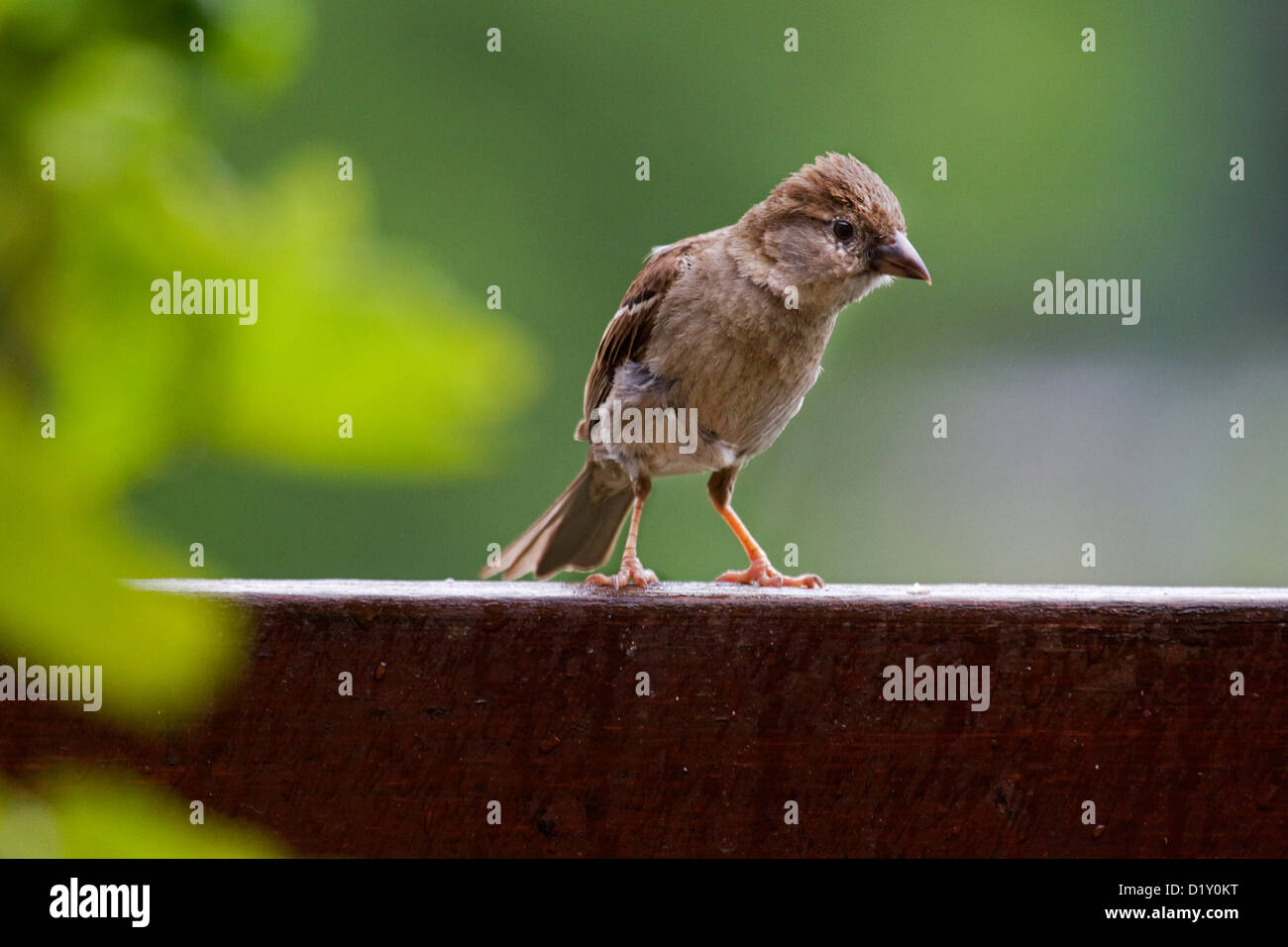 House Sparrow (Passer domesticus) juvenile perched on wooden fence Stock Photo