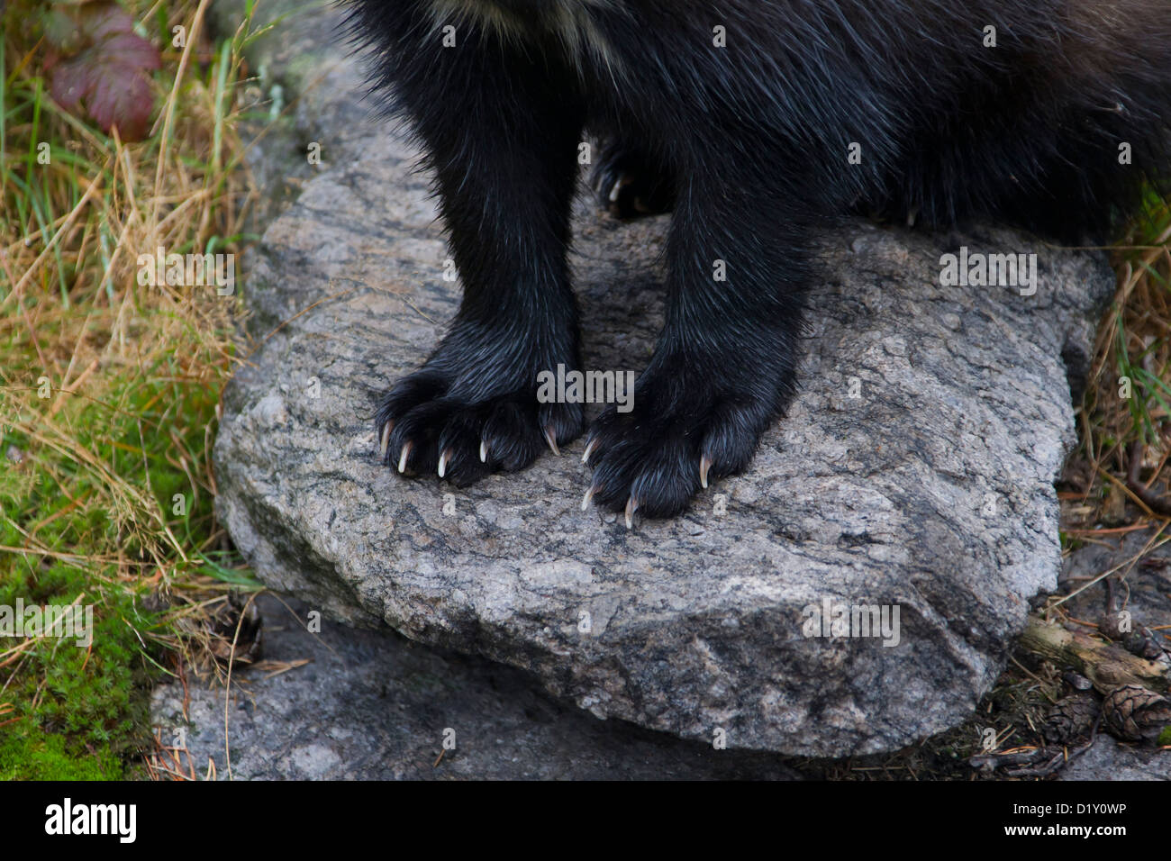 bjælke Stjerne periskop Wolverine (Gulo gulo) close up of front feet, huge paws and claws, Sweden,  Scandinavia Stock Photo - Alamy