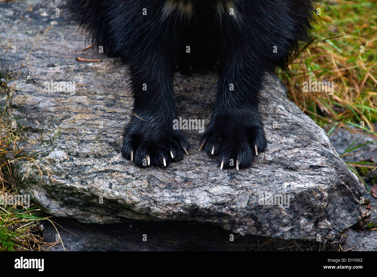 Wolverine (Gulo gulo) close up of front feet, huge paws and claws, Sweden, Scandinavia Stock Photo