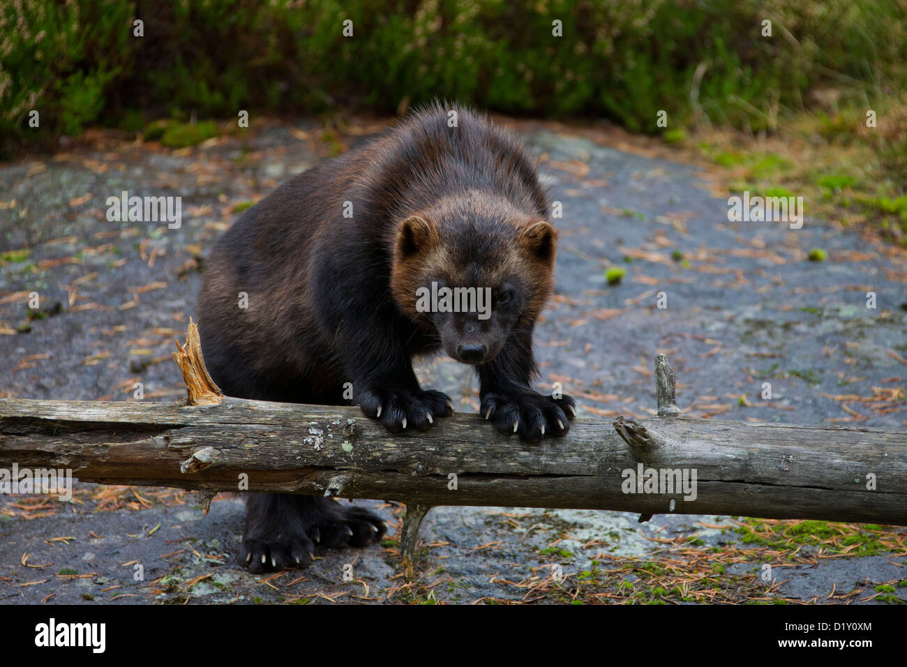 Wolverine (Gulo gulo) resting on tree trunk showing huge paws in boreal forest in the taiga, Sweden, Scandinavia Stock Photo