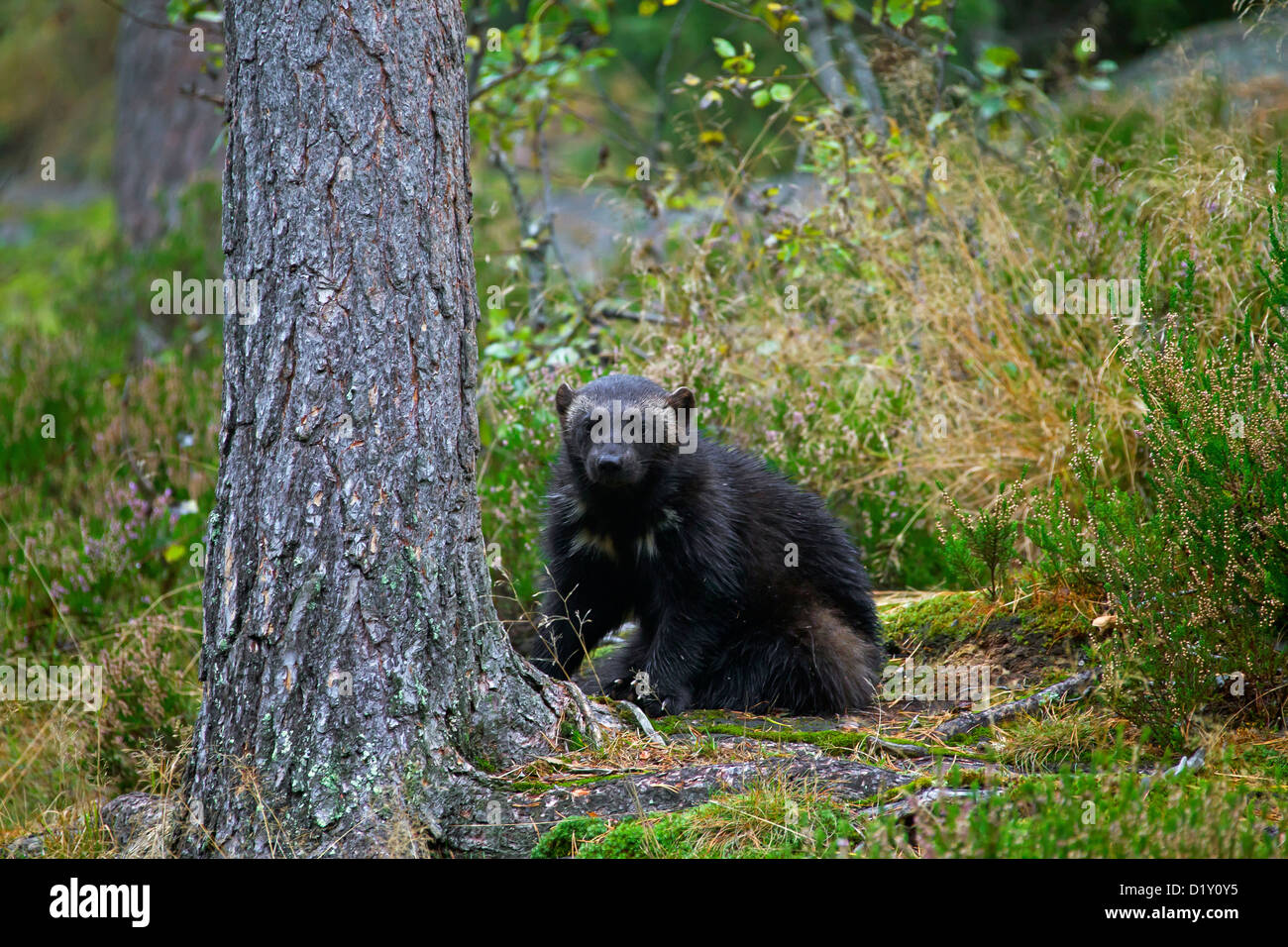 Wolverine (Gulo gulo) sitting next to tree in boreal forest at the taiga in Sweden, Scandinavia Stock Photo