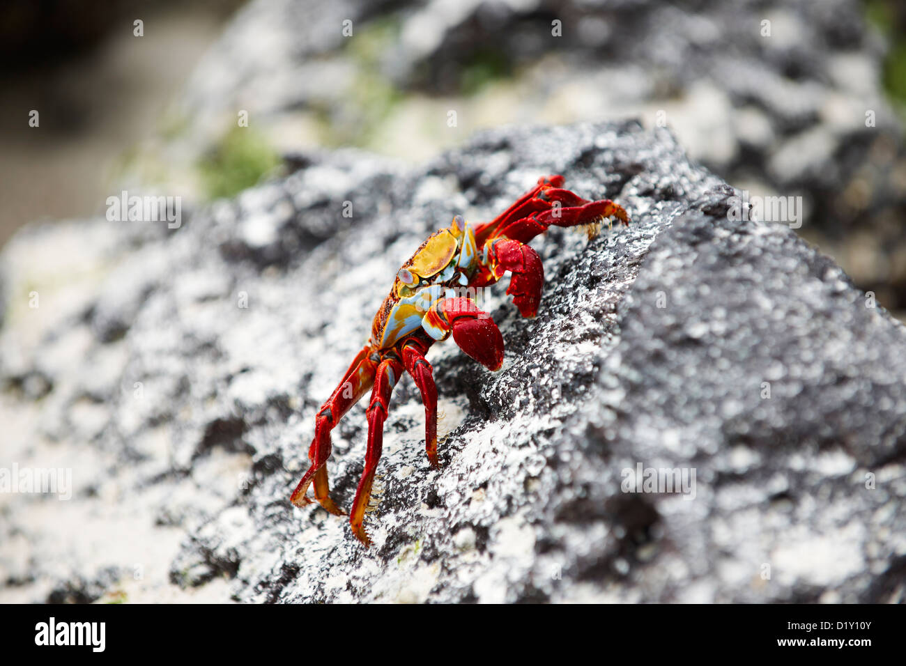 red rock crab, Grapsus grapsus, Tortuga Bay, Puerto Ayora, Santa Cruz, Galapagos Islands, Ecuador Stock Photo