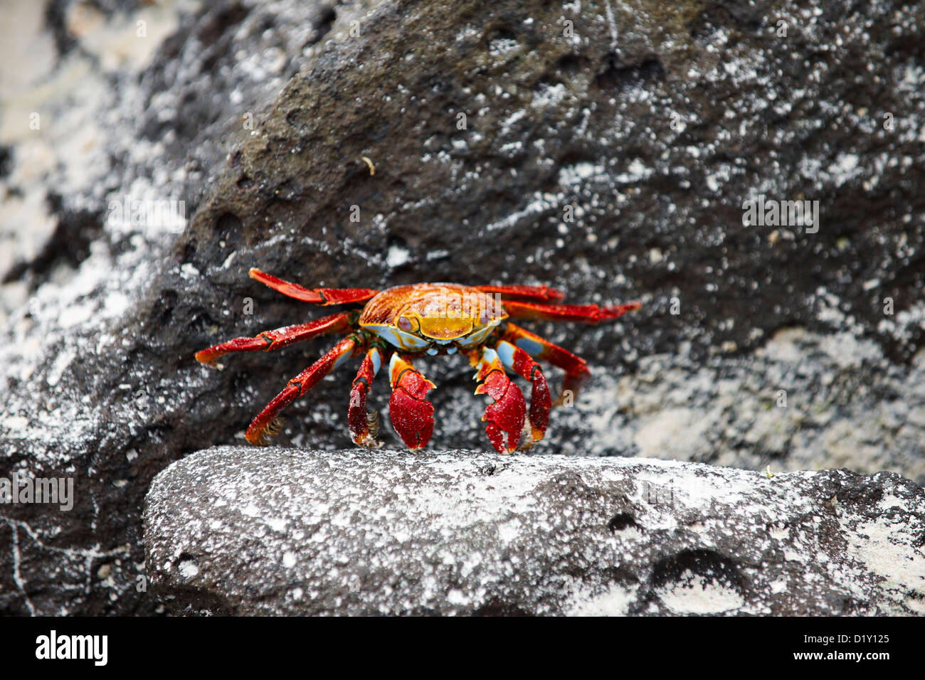red rock crab, Grapsus grapsus, Tortuga Bay, Puerto Ayora, Santa Cruz, Galapagos Islands, Ecuador Stock Photo