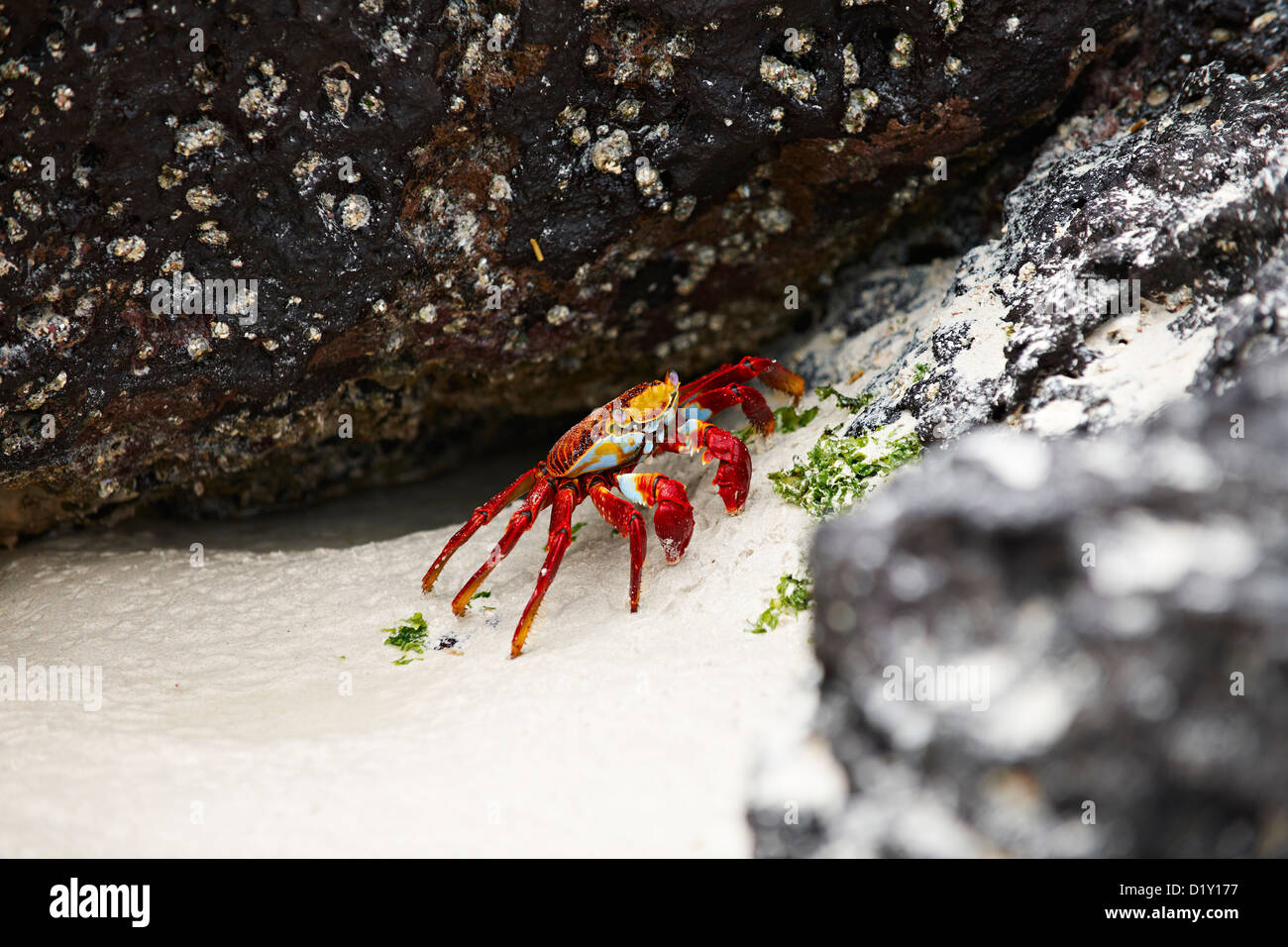 red rock crab, Grapsus grapsus, Tortuga Bay, Puerto Ayora, Santa Cruz, Galapagos Islands, Ecuador Stock Photo