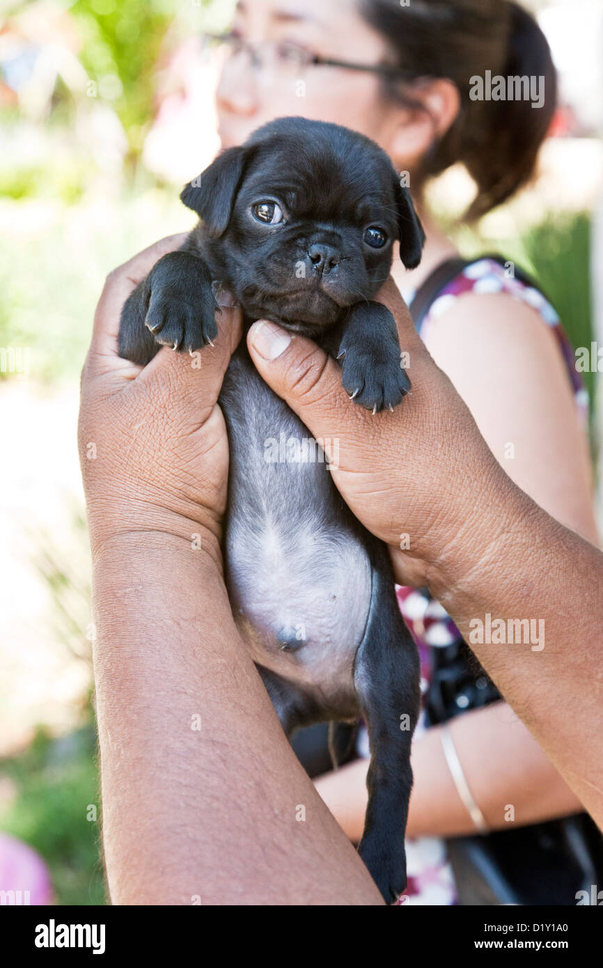 Tiny sales black pug