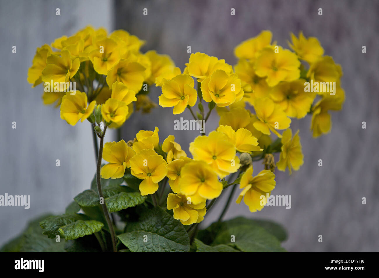 Colorful Flowers. Tawang, Arunachal Pradesh, India Stock Photo Alamy