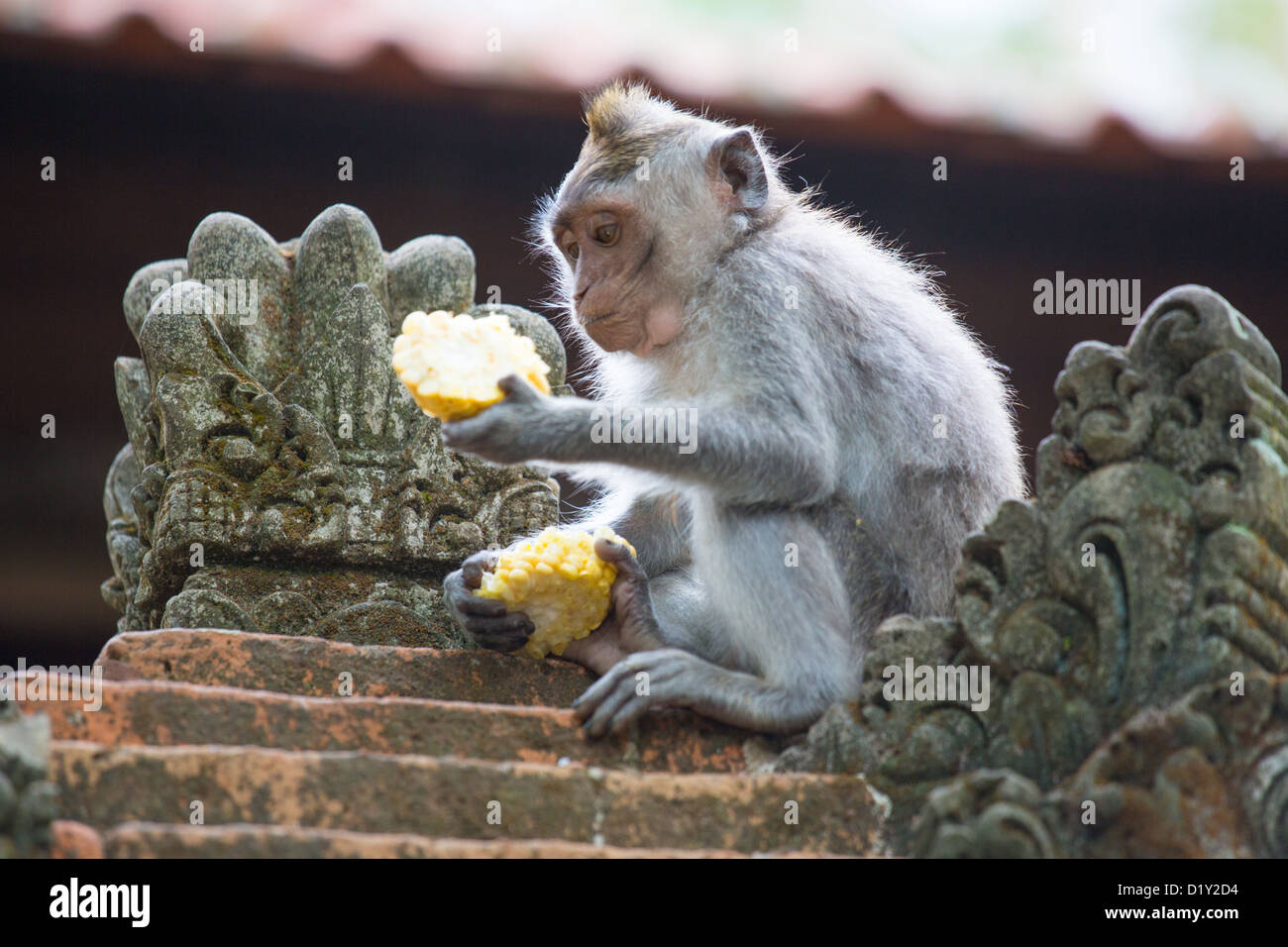 Rhesus macaque monkey in the Monkey Forest, Ubud,, Bali, Indonesia Stock Photo
