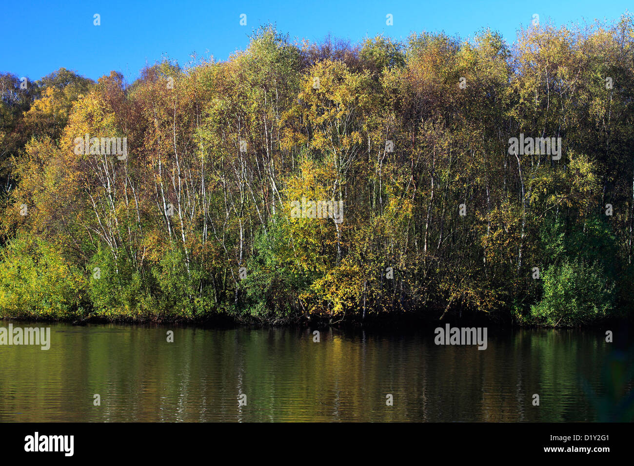 Reflections of trees in water Stock Photo - Alamy