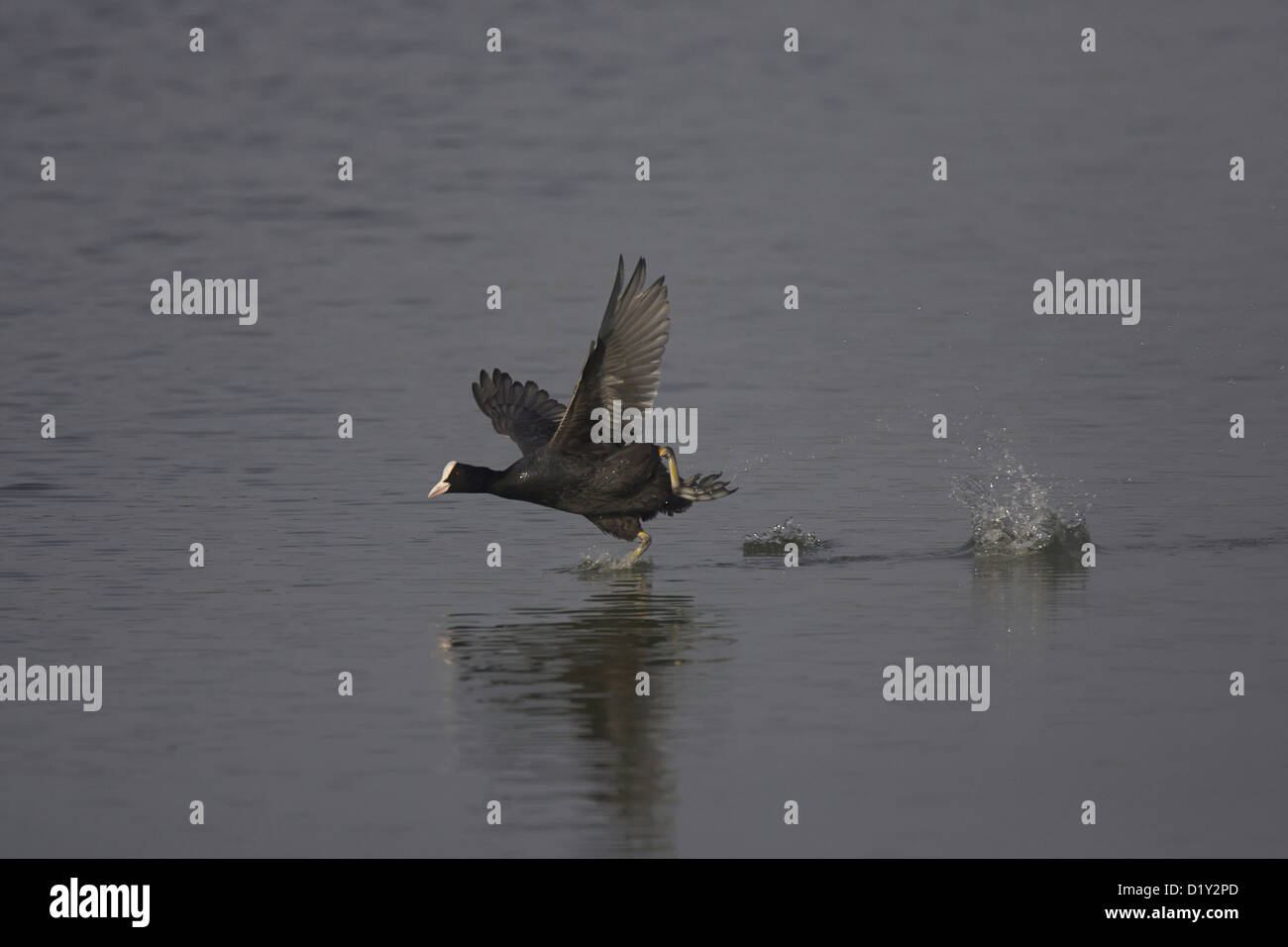 Coot running/flying across water Stock Photo - Alamy