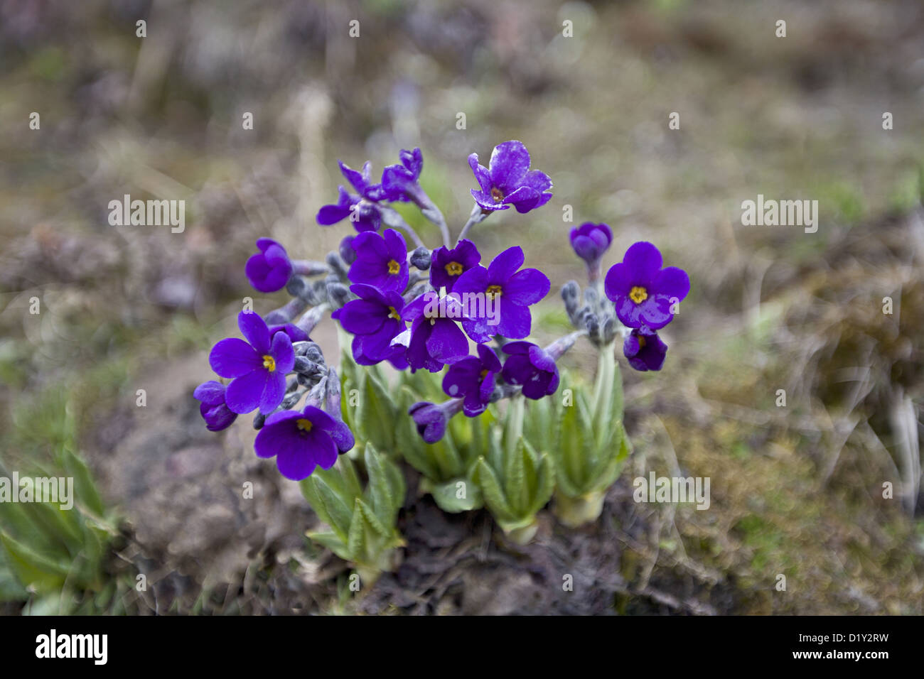 Colorful Flowers. Tawang, Arunachal Pradesh, India Stock Photo Alamy
