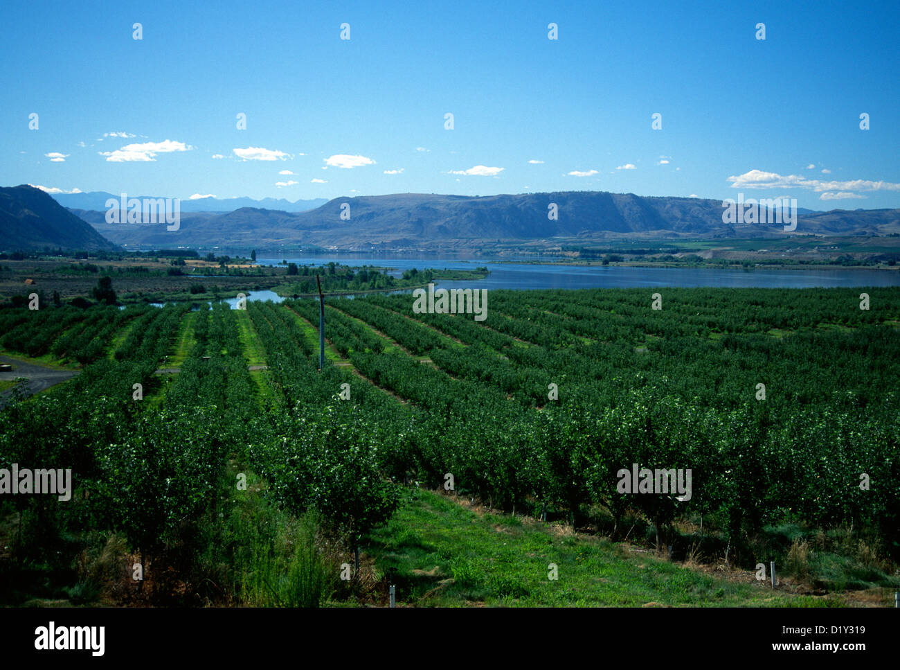 Washington Apple Orchard Stock Photo Alamy