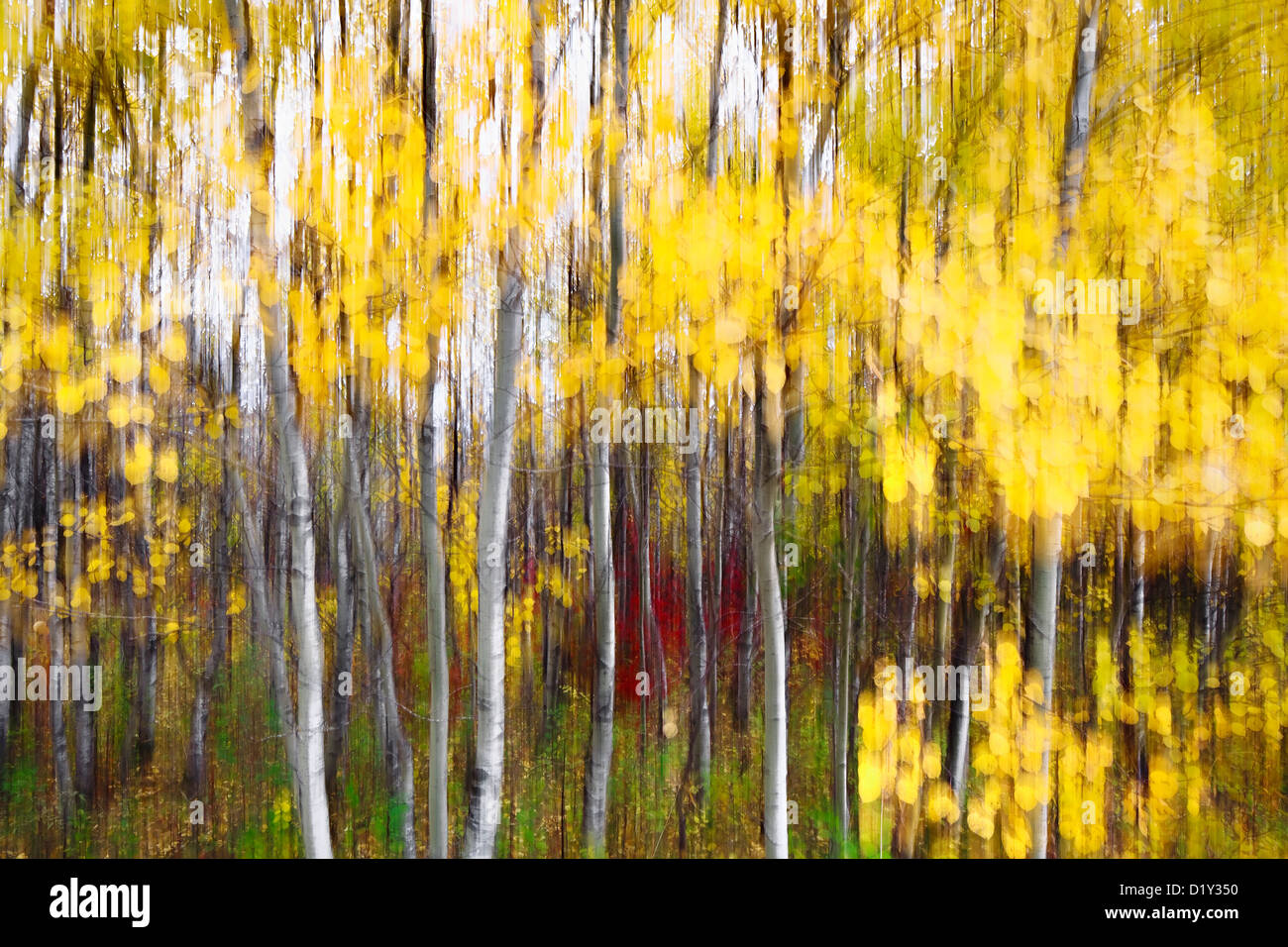 Trembling Aspen trees in autumn colors, abstract. Stock Photo
