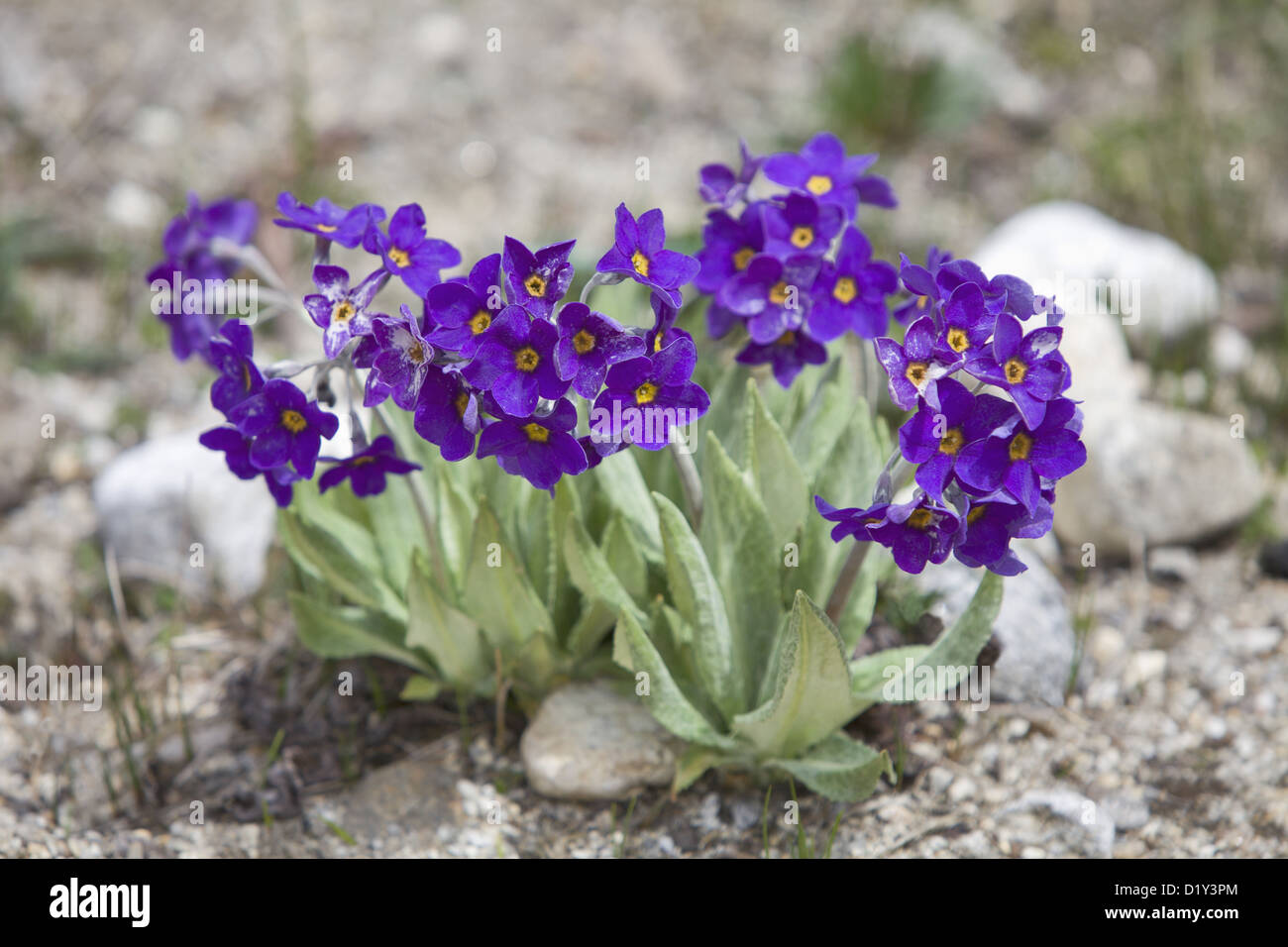 Colorful Flowers Maduri Lake, Arunachal Pradesh, India Stock Photo Alamy
