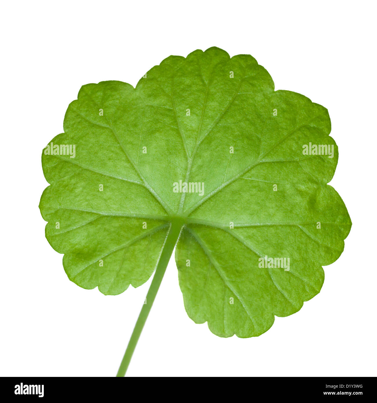 Closeup photo of fresh green geranium leaf isolated on white Stock Photo