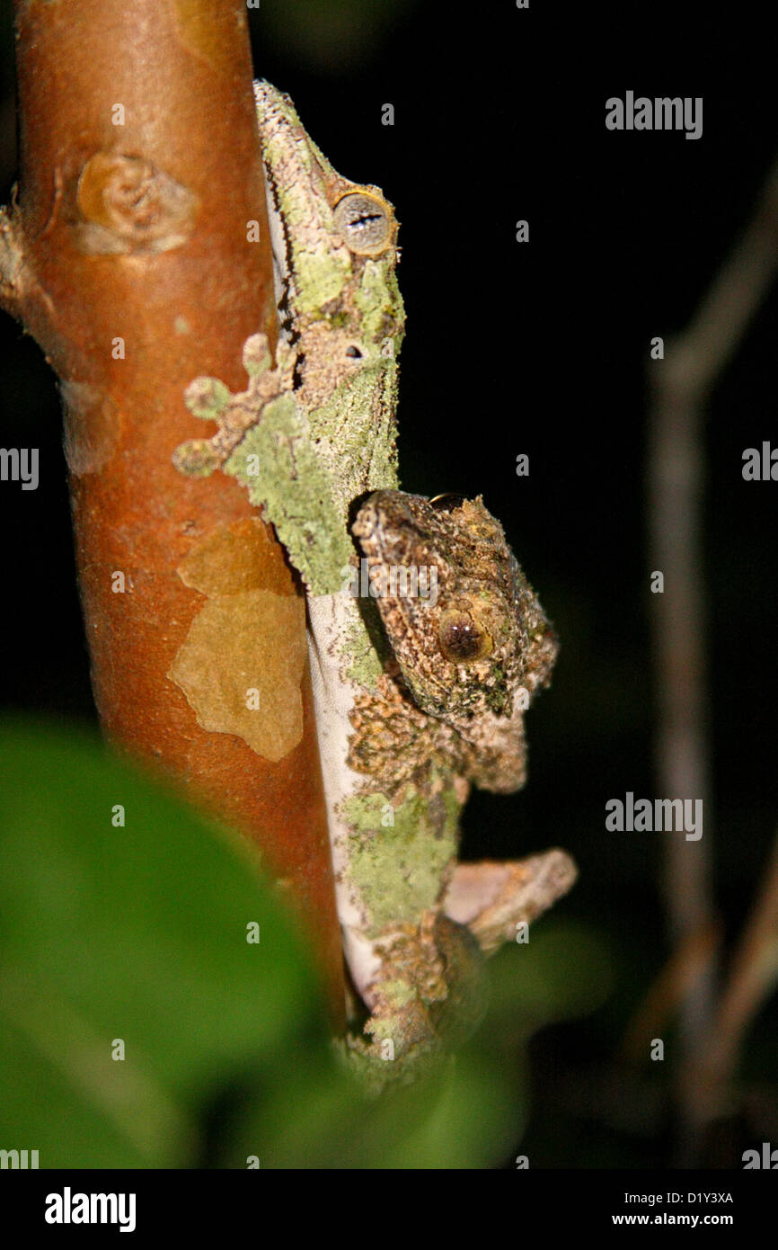 A pair of Madagascan leaf-tailed Geckos mating Stock Photo