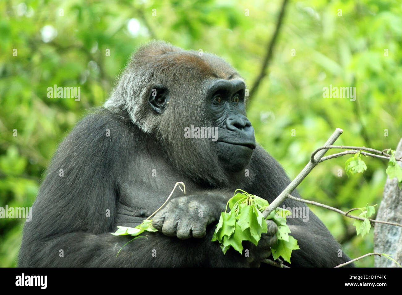 https://c8.alamy.com/comp/D1Y410/a-captive-western-lowland-gorilla-at-new-york-citys-bronx-zoo-D1Y410.jpg