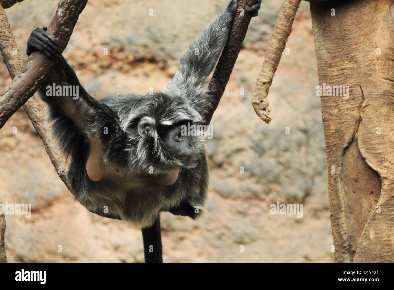 A captive Javan Langur Monkey hangs from a tree in New York City's Bronx Zoo Stock Photo