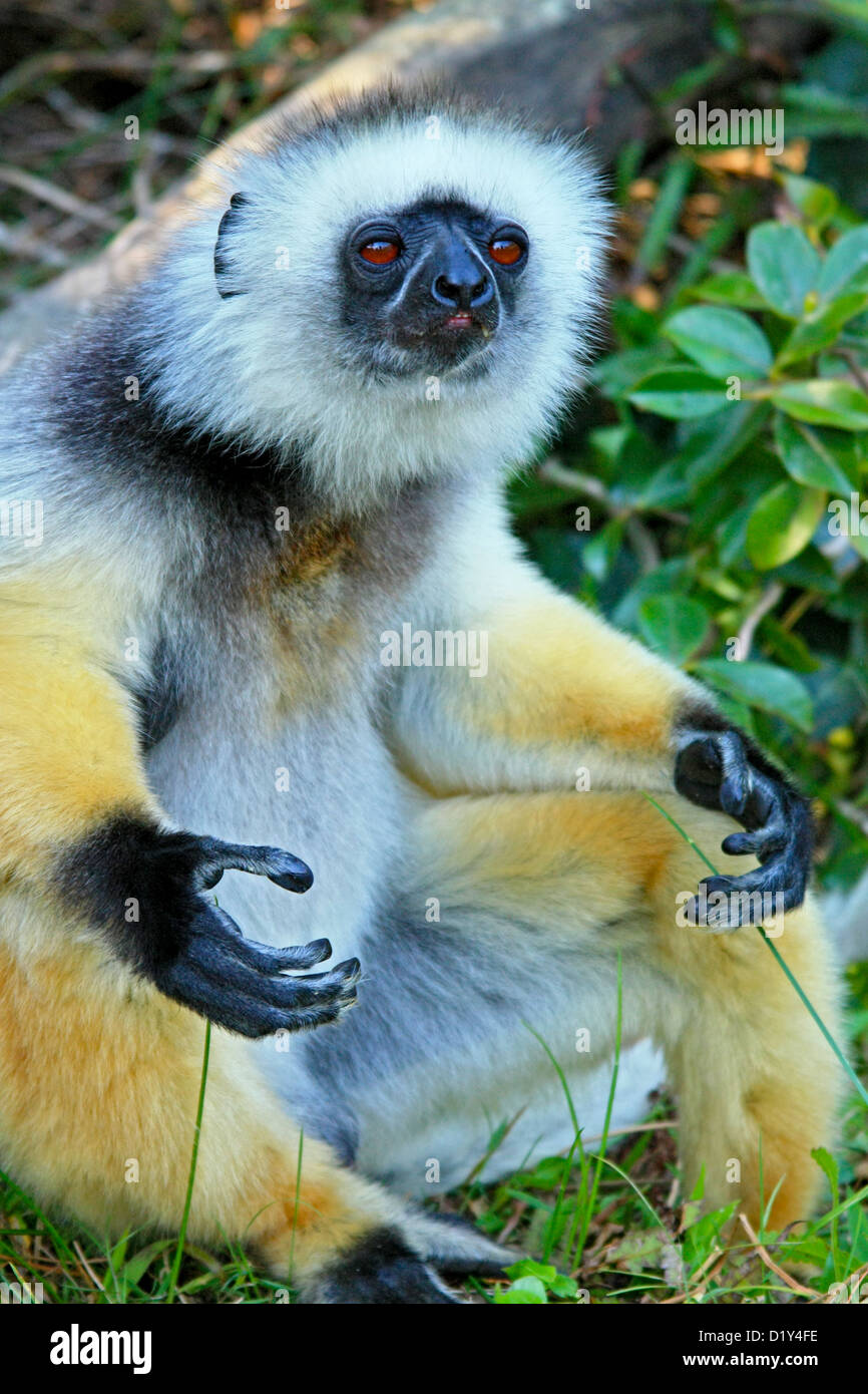 The beautifully coloured and endangered Diademed Sifaka Stock Photo