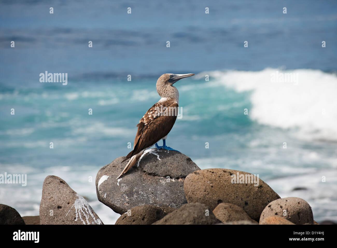 Blue-footed Booby, Sula nebouxii, North Seymour Island, Galapagos Islands, Ecuador Stock Photo