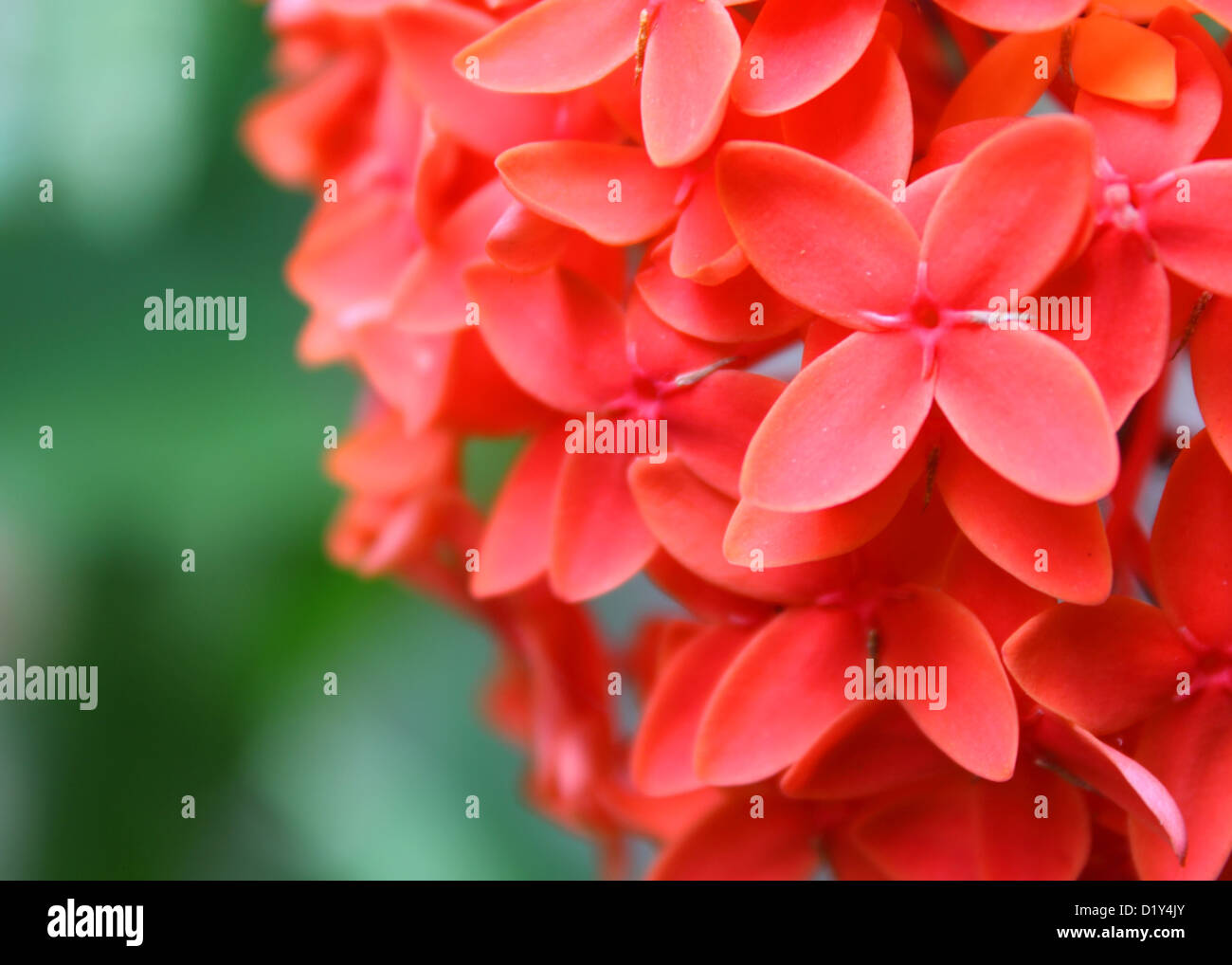 Rangan flower of Southern Asia Stock Photo