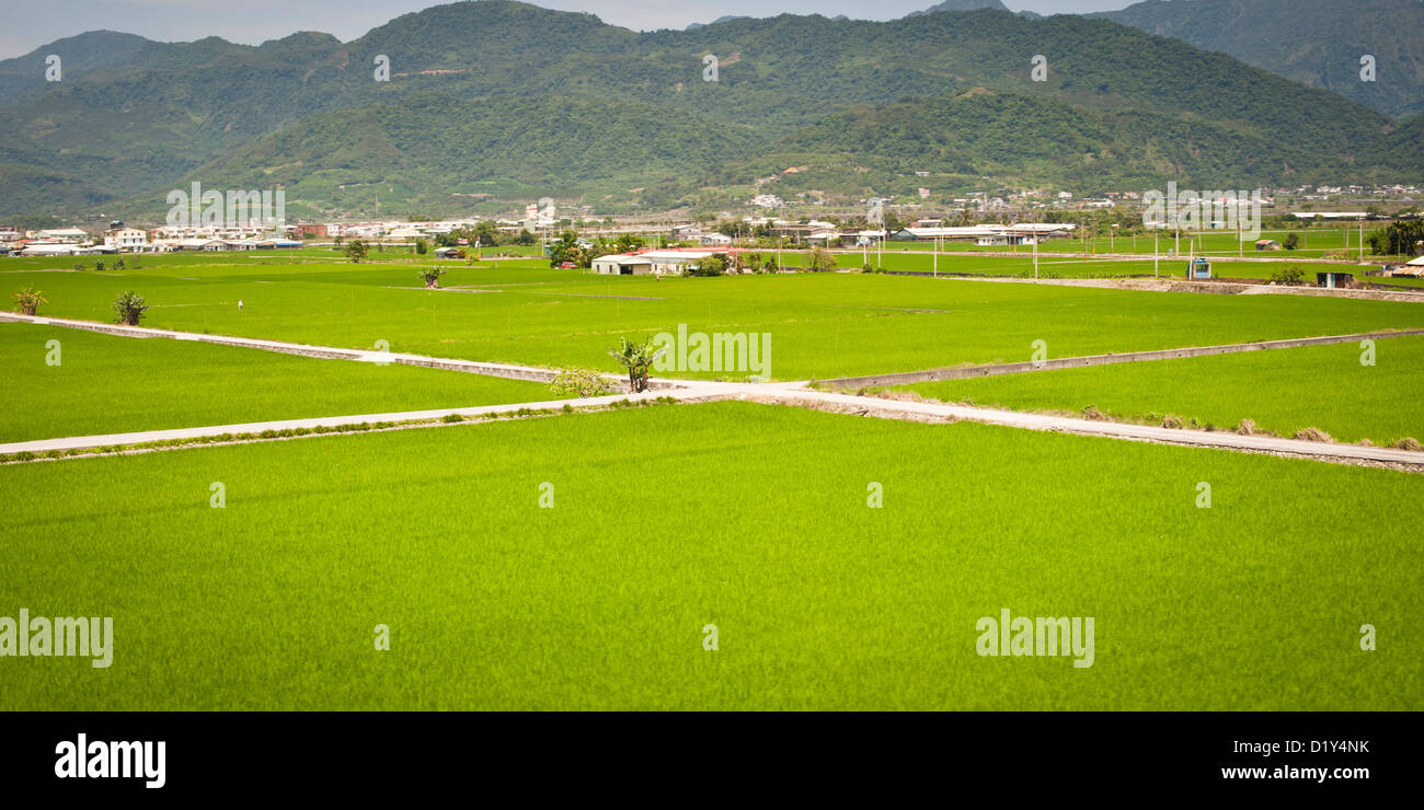 Rice fields, Taiwan Stock Photo