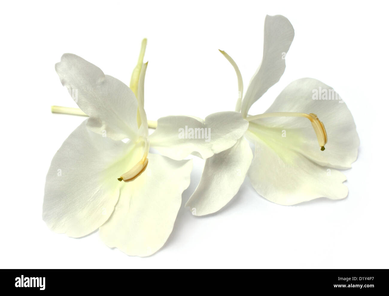 Butterflylily or Dolanchapa flower of Southeast Asia Stock Photo Alamy