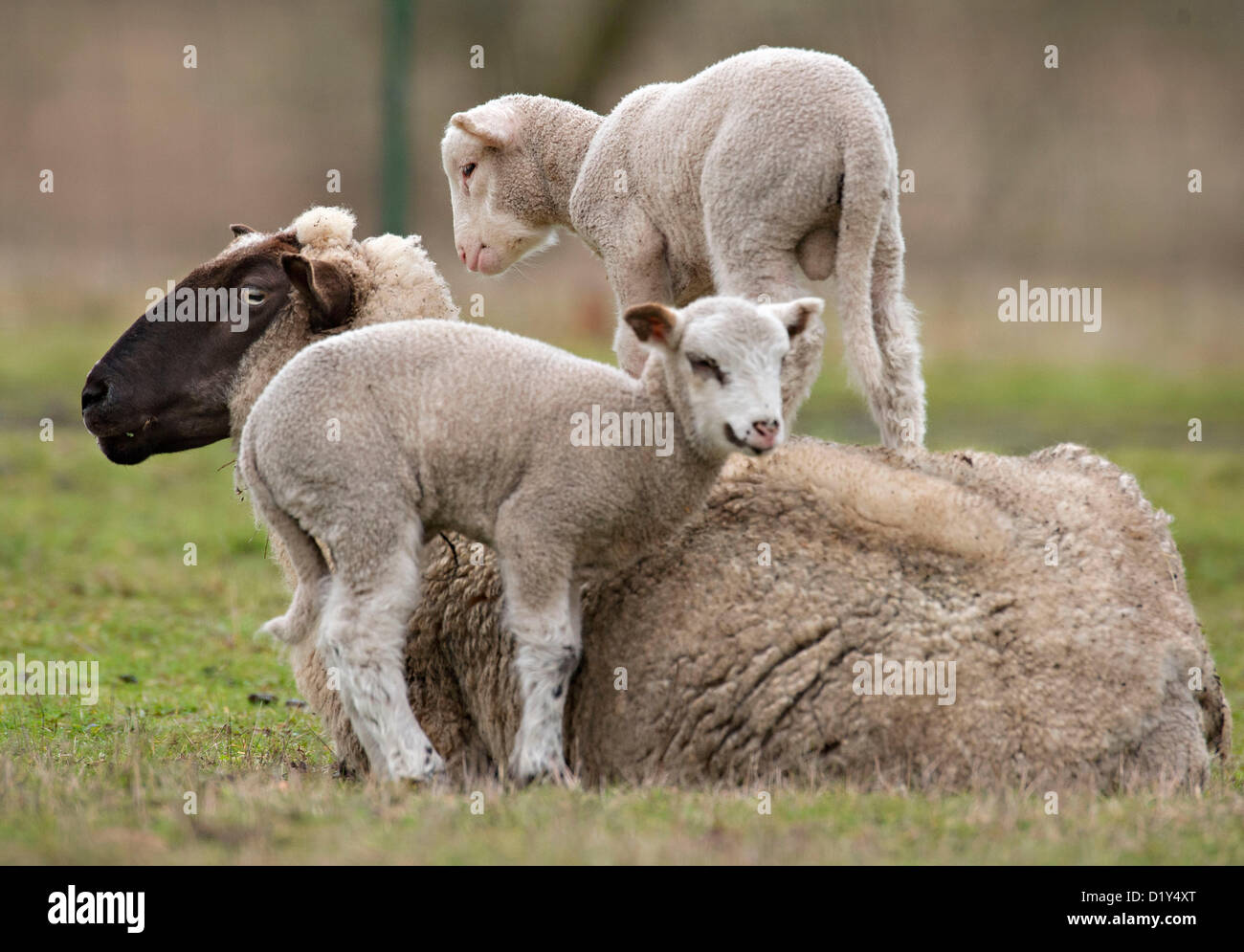 Jan. 8, 2013 Wilbur, Oregon, U.S A lamb born this week stands on his mother in the pasture