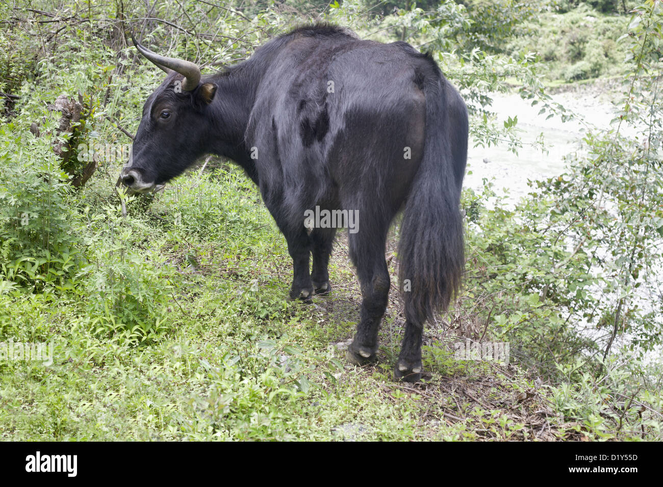 Yak grazing, Arunachal Pradesh, India. Stock Photo