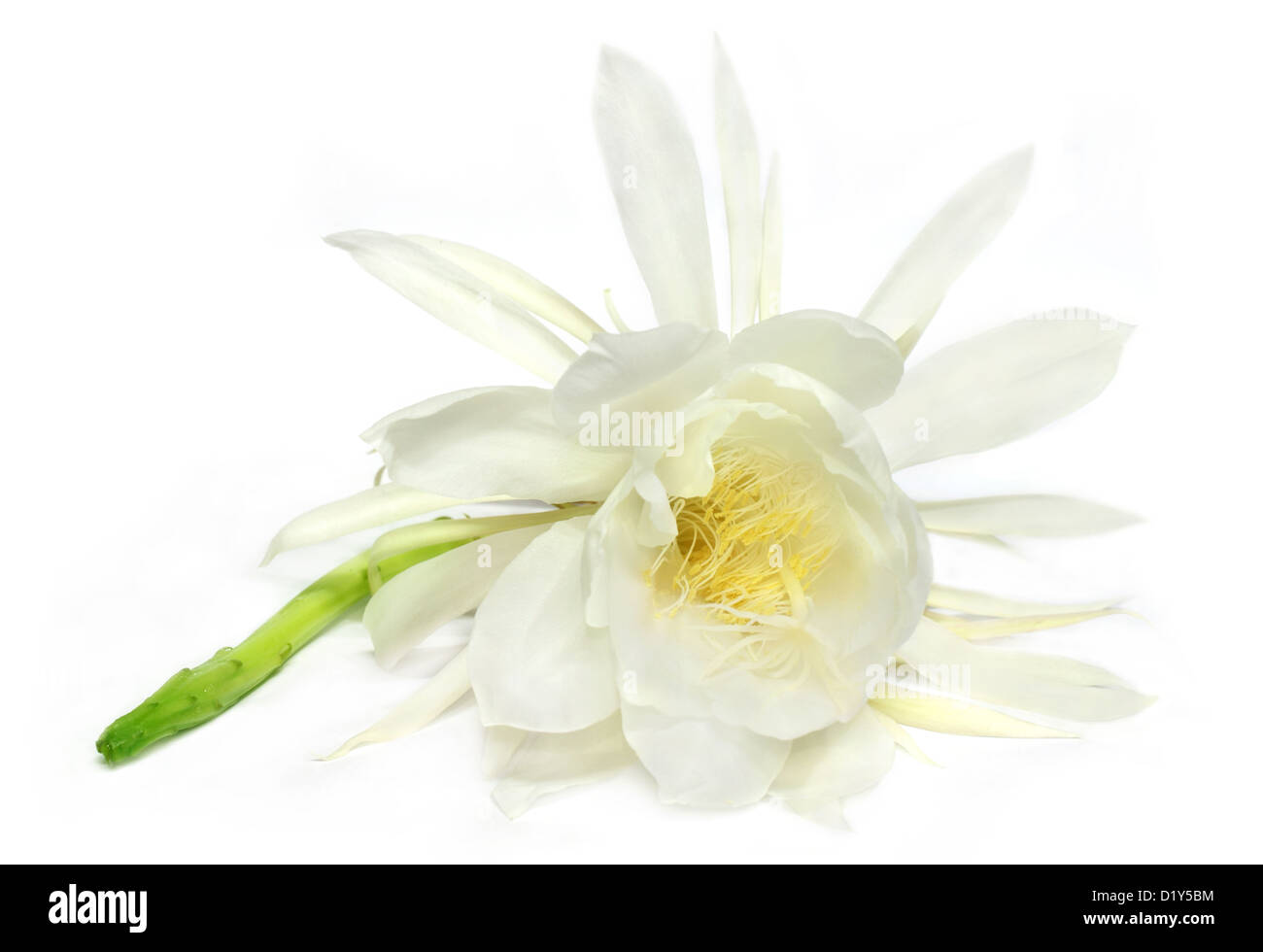 Rare night queen flower Stock Photo Alamy