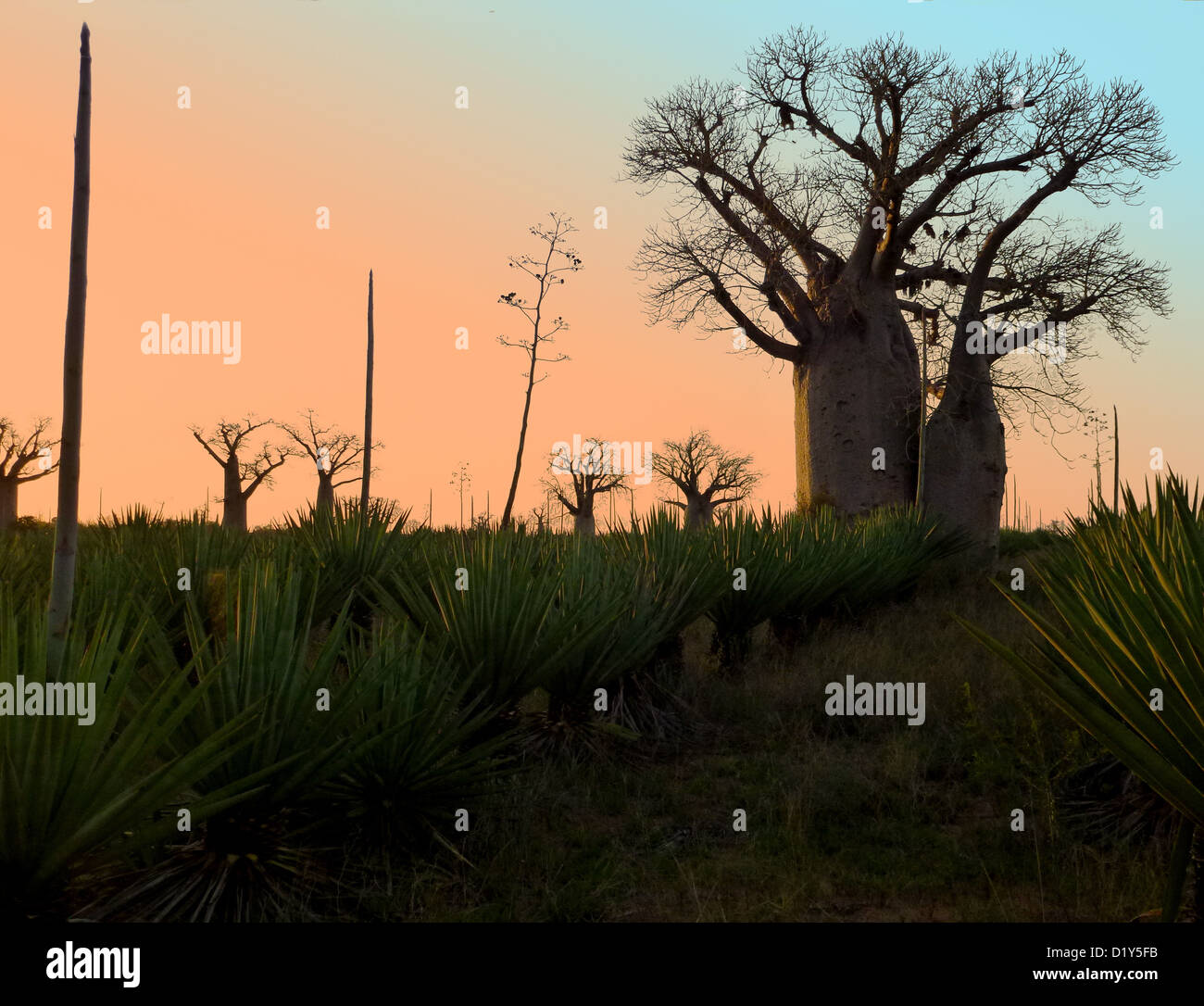 Baobab trees growing in a Madagascan Sisal plantation Stock Photo