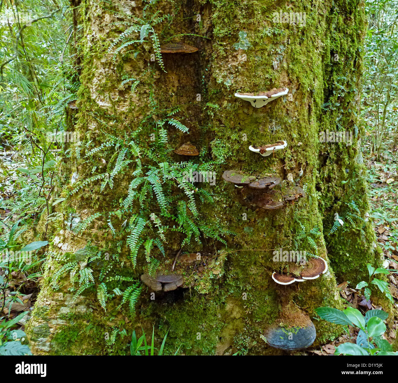 Fungi and ferns growing on a tree in the Madagascan rain forest Stock Photo