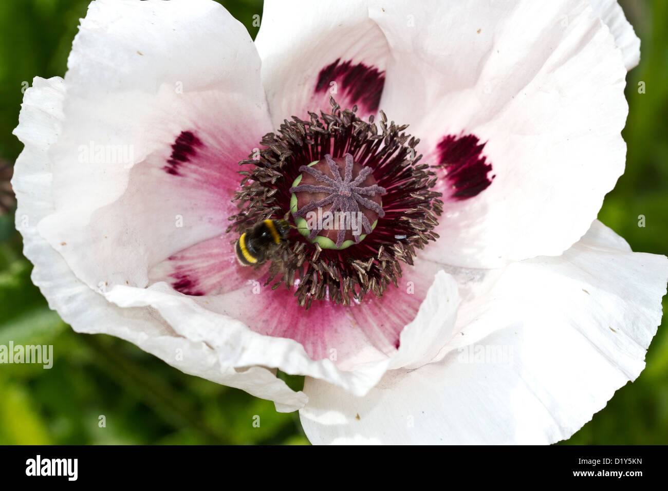 White poppy hires stock photography and images Alamy